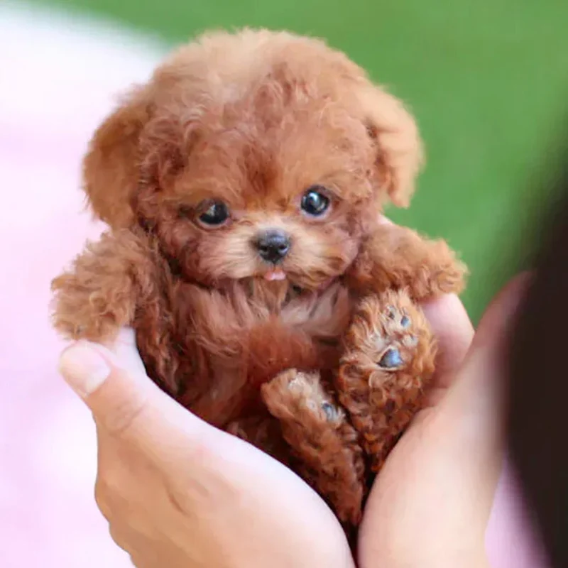 Interactieve Pluchen Hond – Realistisch Speelgoed voor Iedereen