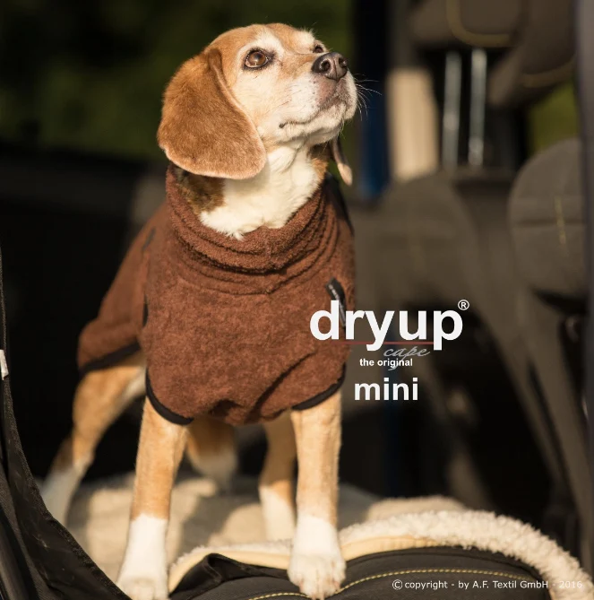 Dry-up Cape Mini Bruin